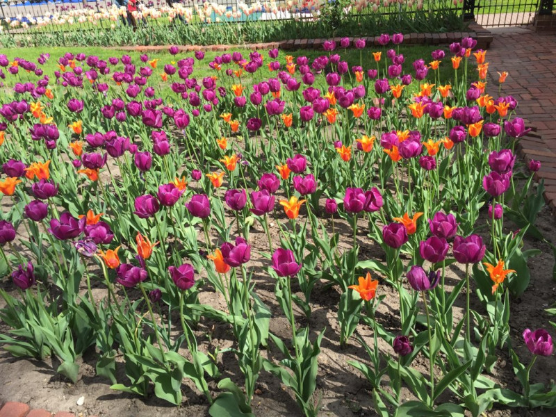 Pella's tulips in bloom