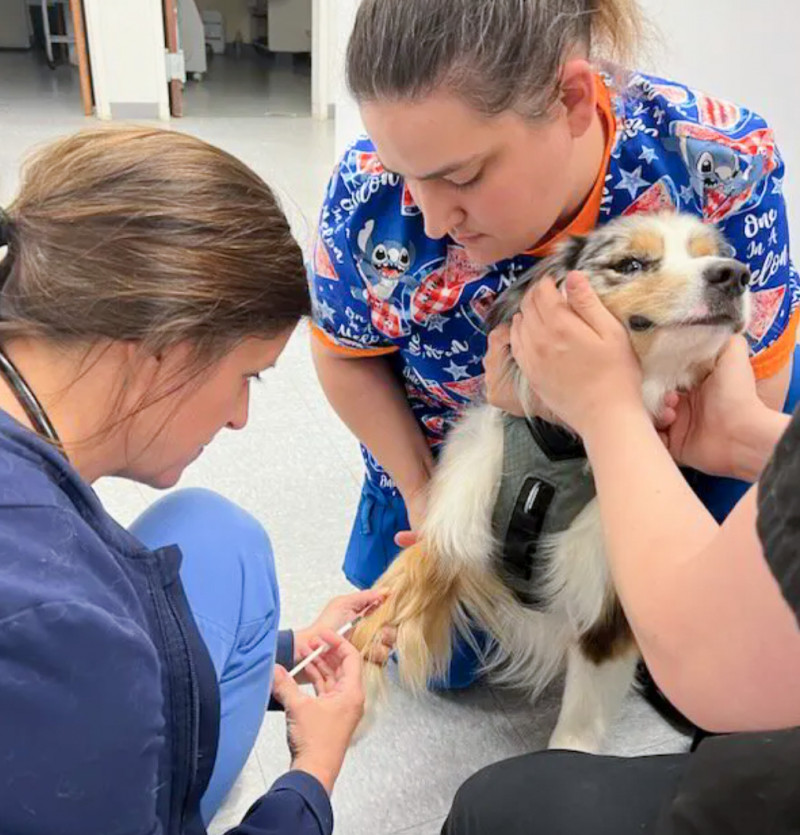 Dr knott cares for an australian shepherd dog