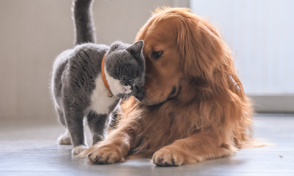 A cat and dog giving each other some love. 