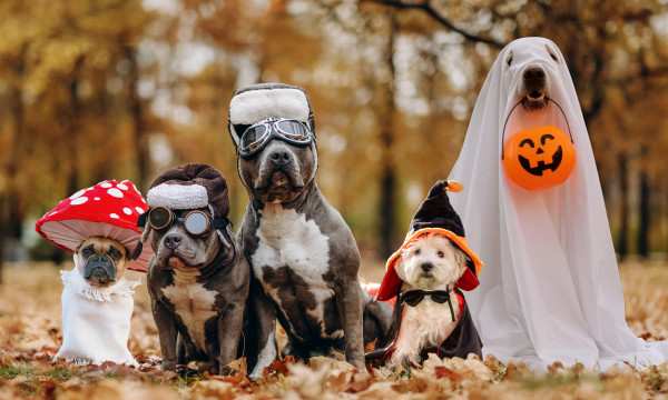 dogs dressed up in halloween costumes